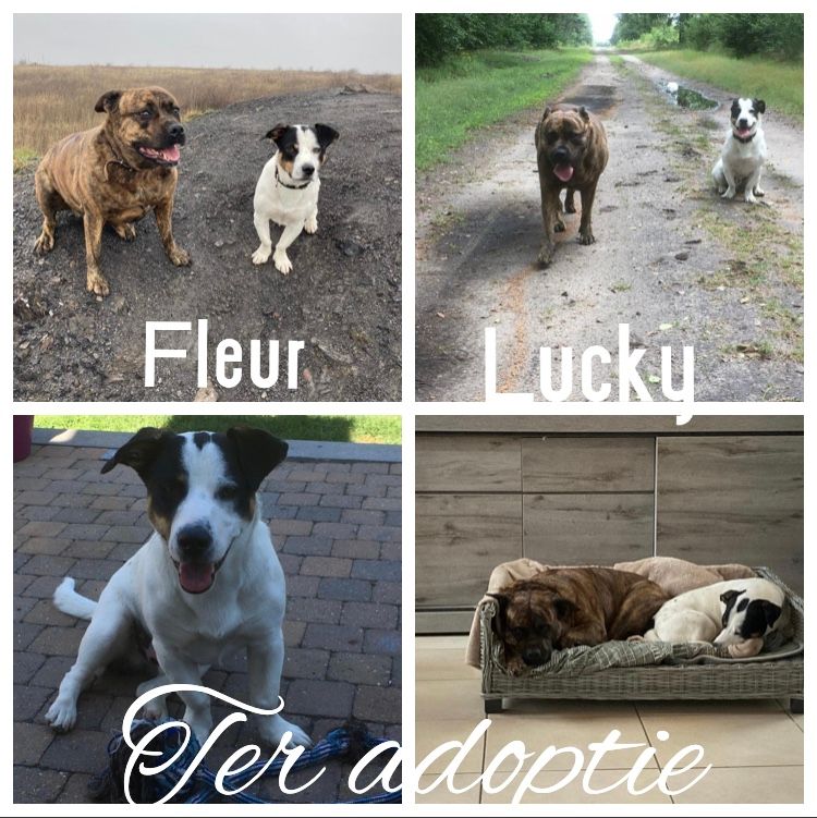 +32 474 30 80 07  Fleur kwam soms bij ons op logement. Zij is heel rustig. De kleine hond heet Lucky. Worden herplaatst vanwege een scheiding. Heeft u interesse? Gelieve dan contact op te nemen met de eigenaar:
