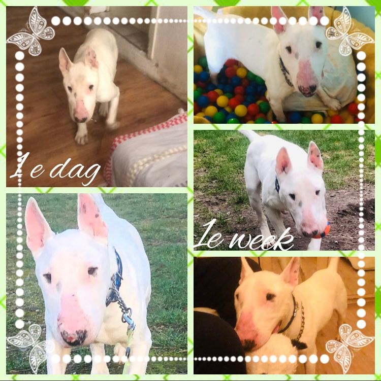 Onze hond uit Roemenië