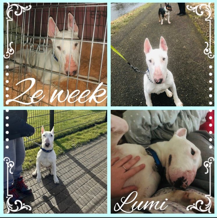 Lumi is heel slim en geniet van alle aandacht. Het is een echte speelvogel!